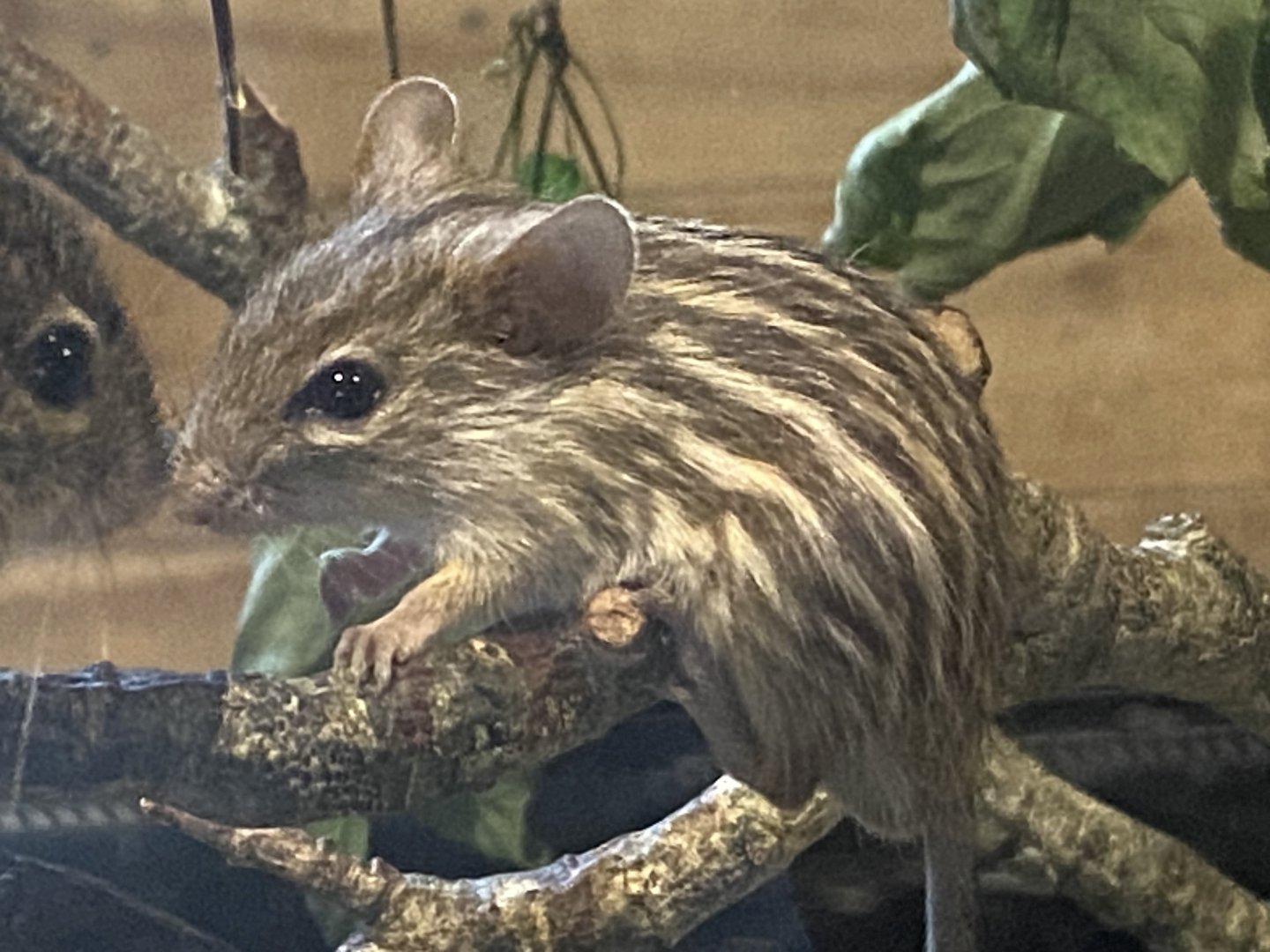 Little Africa - Barbary striped grass mouse 150524