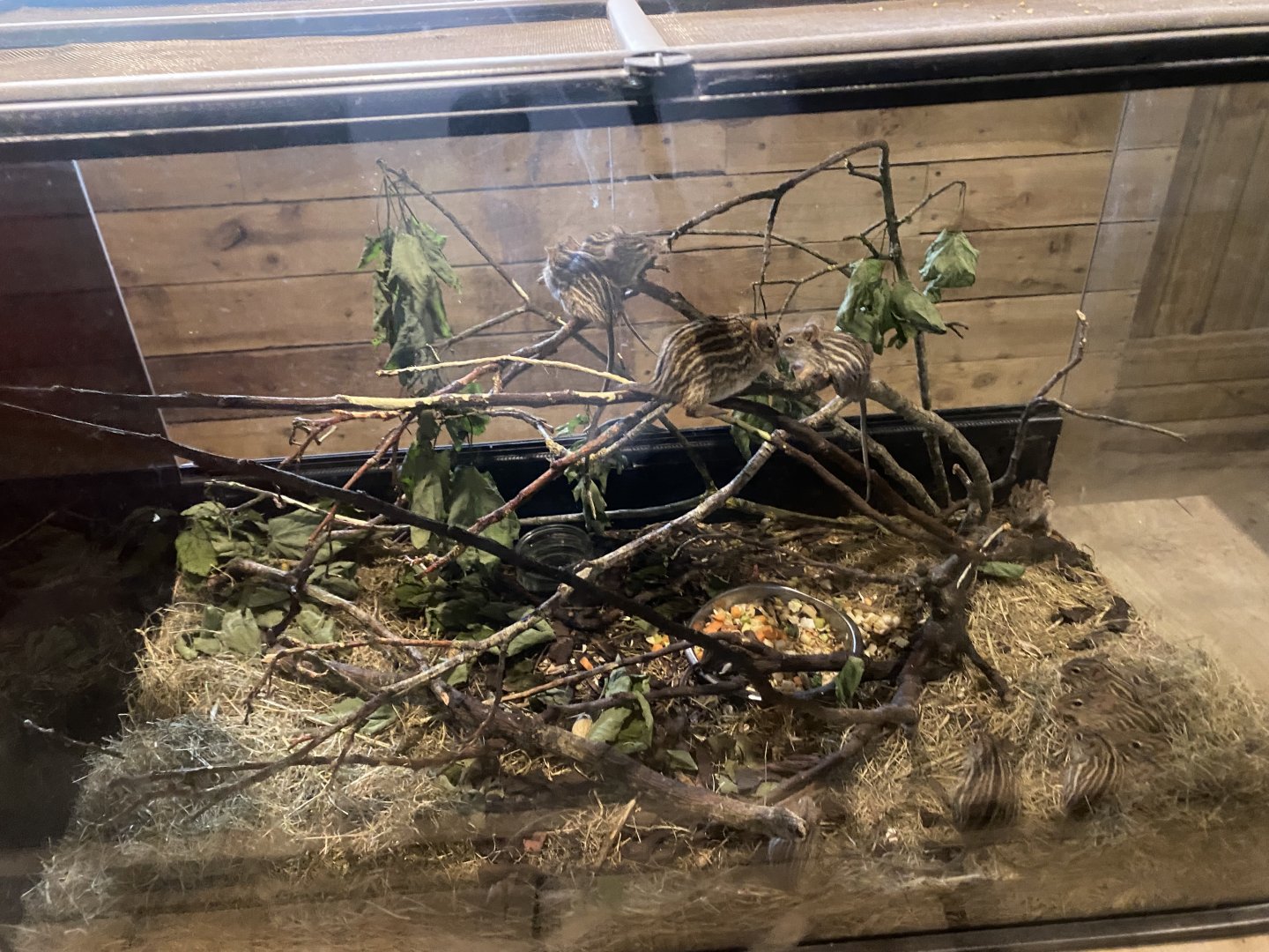 Little Africa - Barbary striped grass mouse exhibit 150524