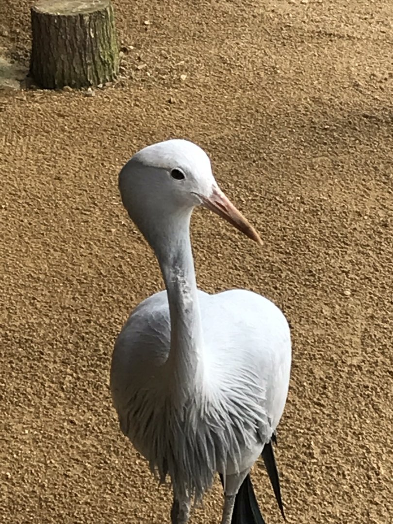 Little Africa - Blue/Stanley crane 250318