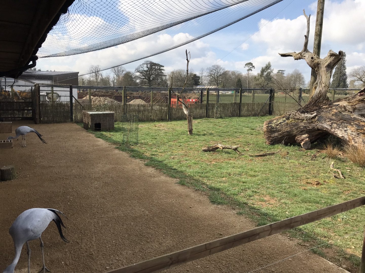 Little Africa - Blue/Stanley crane and Kirk’s dik-dik exhibit 250318
