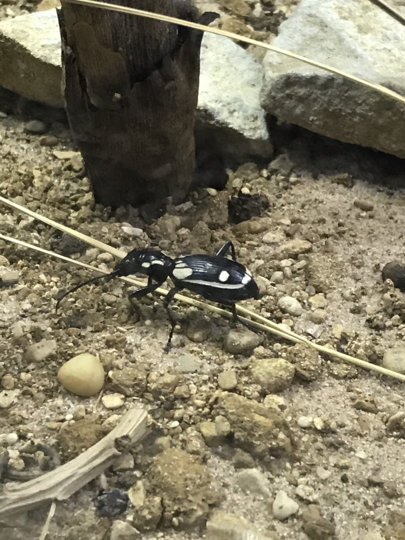 Little Africa - Egyptian tiger beetle 250318
