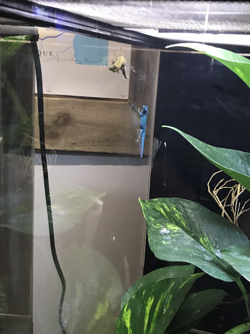 Little Africa - Electric blue gecko exhibit 250318