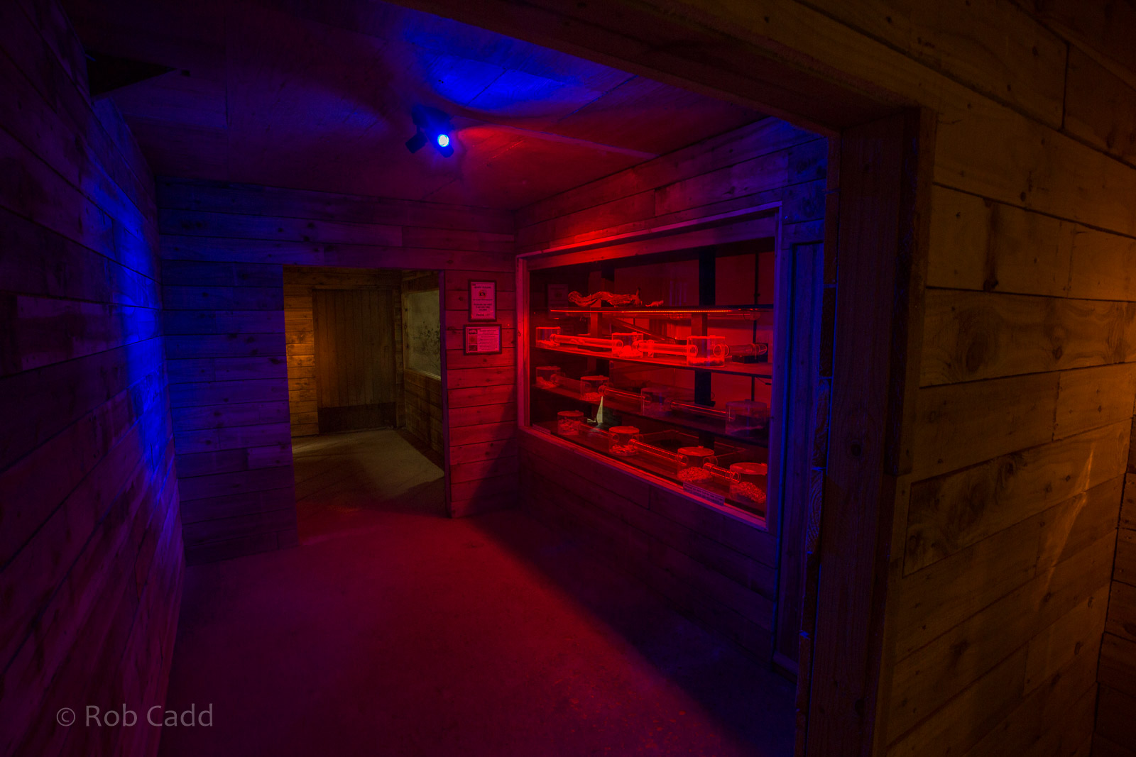 Little Africa (exhibit) : Cotswold WP : 14 Aug 2016