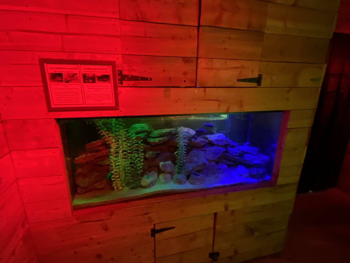 Little Africa - fish exhibit 280222