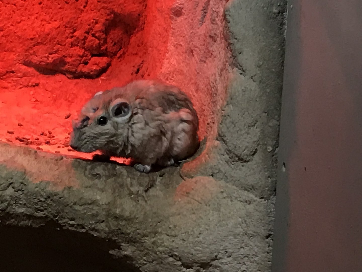 Little Africa - Gundi 250318