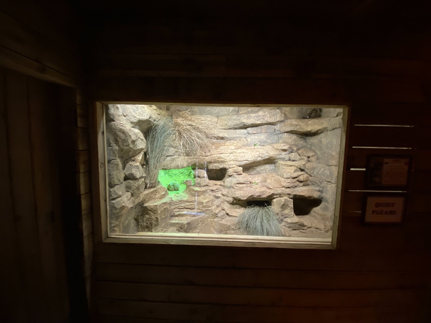 Little Africa - Gundi enclosure 280222