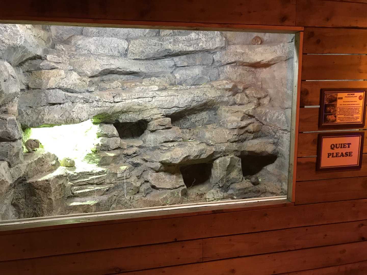 Little Africa - Gundi exhibit 071019