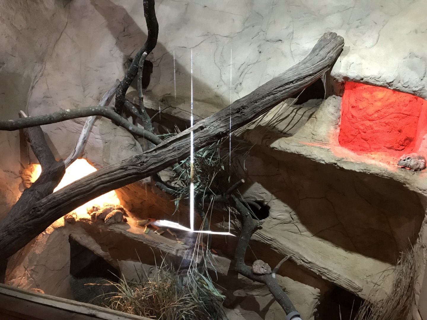 Little Africa - Gundi exhibit 250318