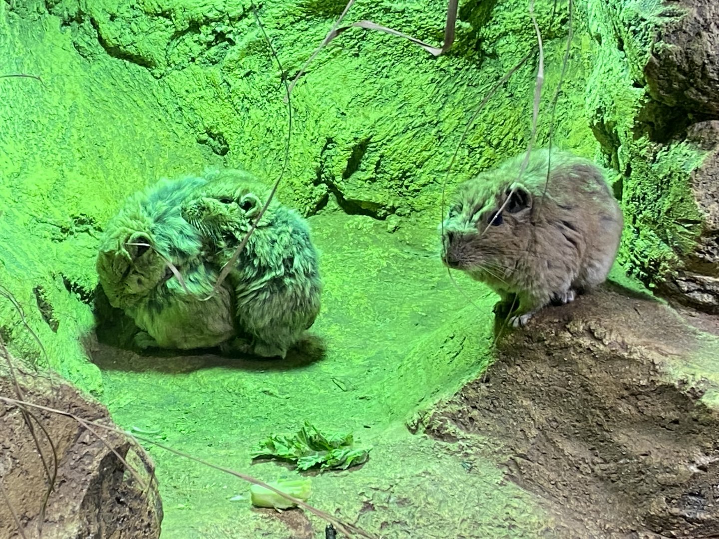 Little Africa - Gundis 280222