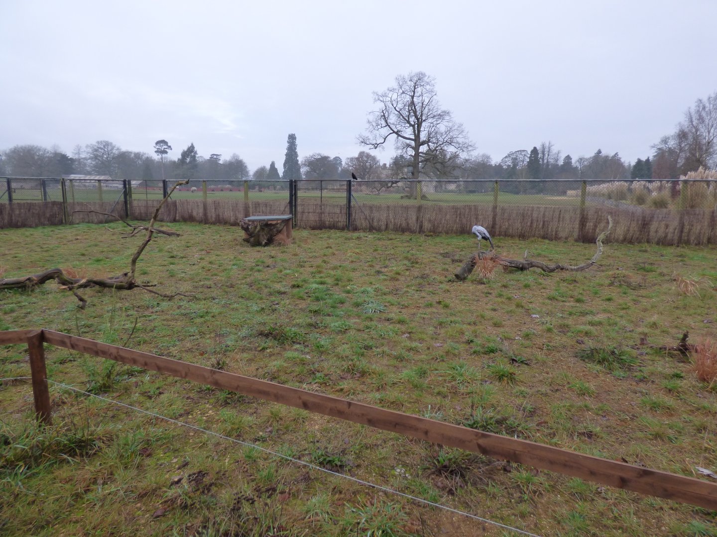 Little Africa in the Winter