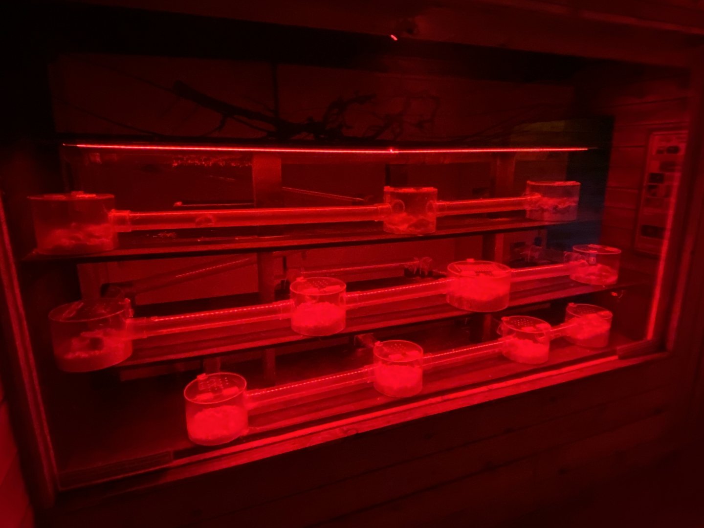 Little Africa - Naked mole rats 280222