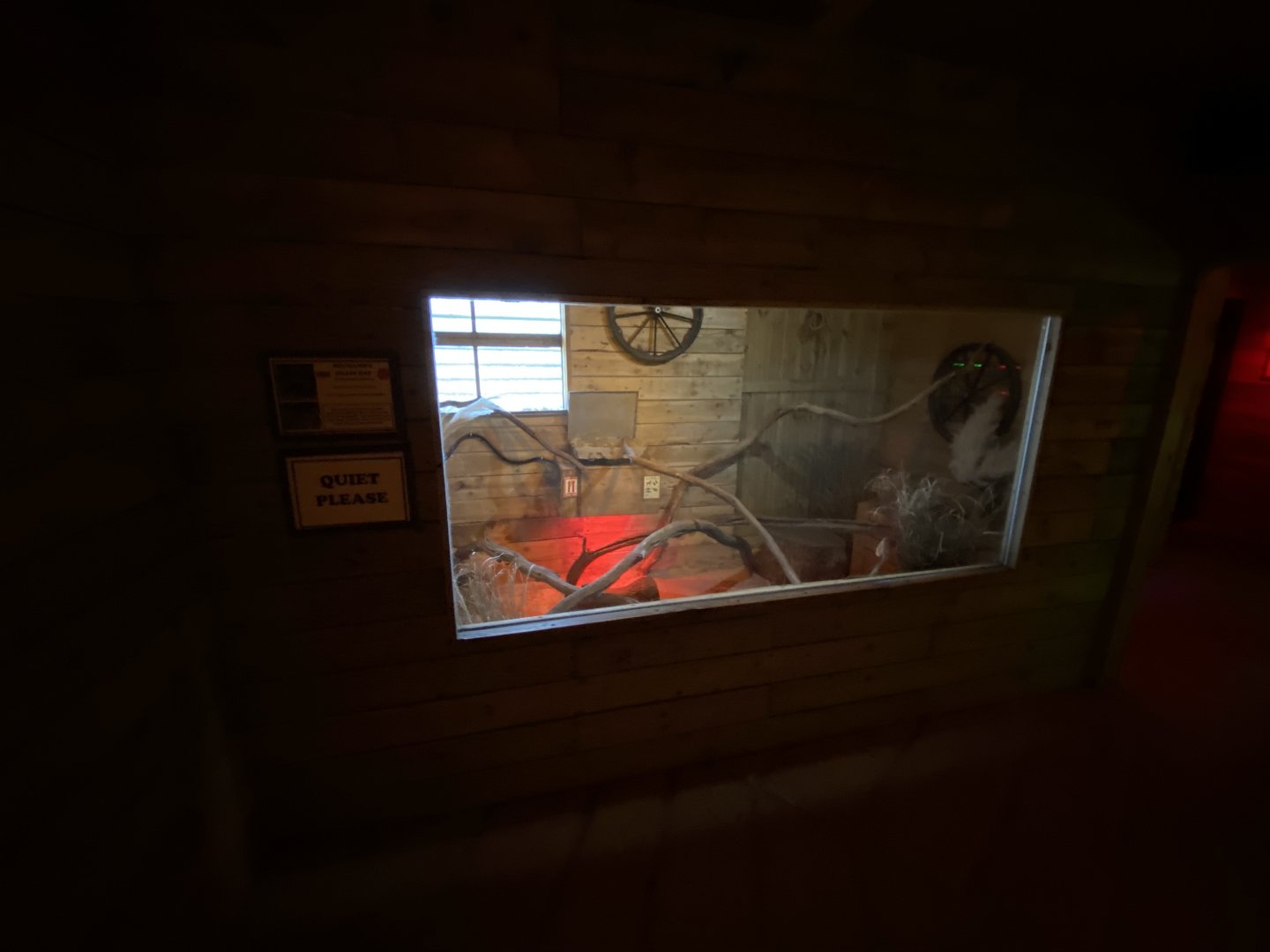 Little Africa - Neumann's grass rat enclosure 280222