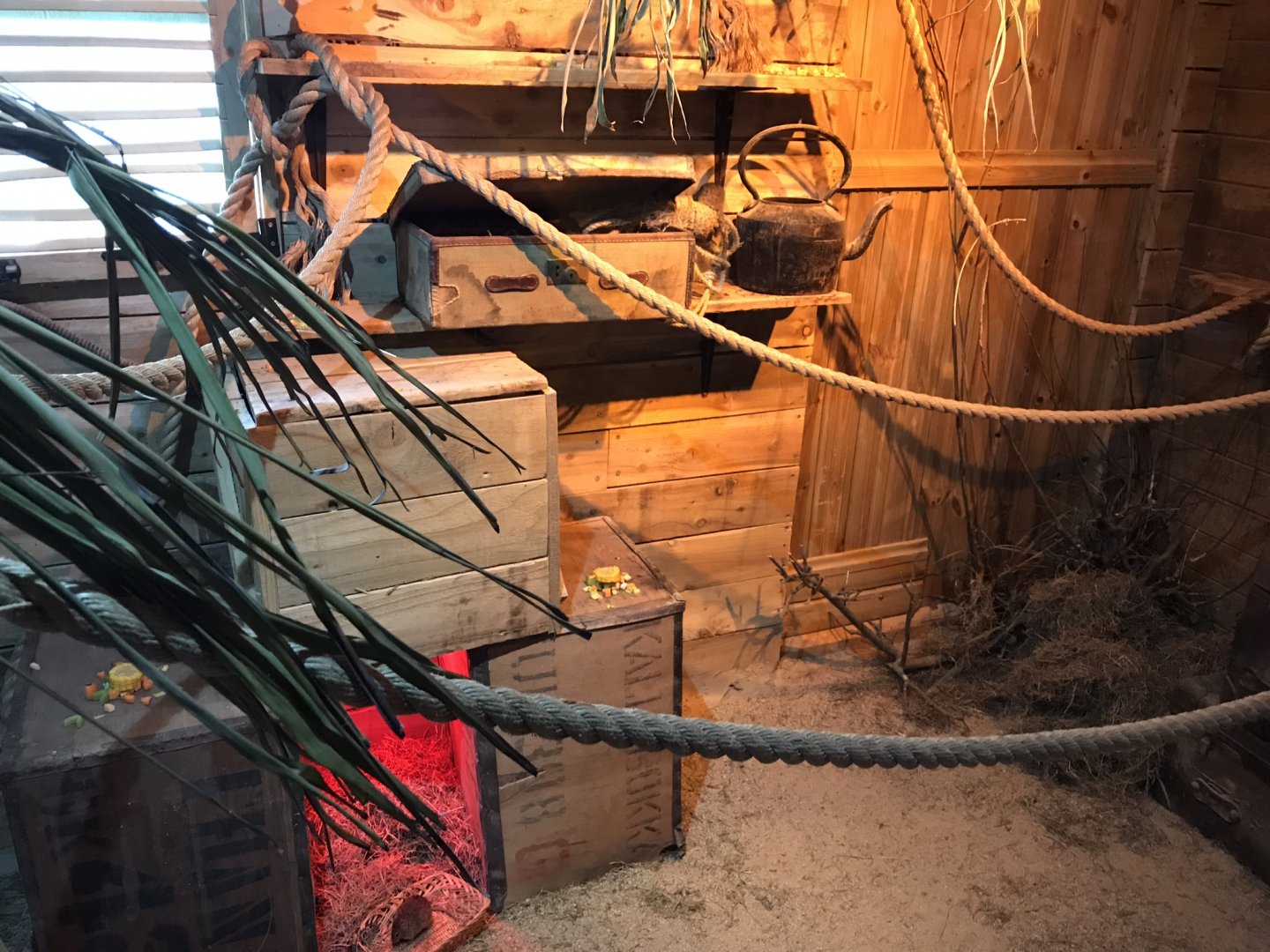 Little Africa - Neumann’s grass rat exhibit 250318