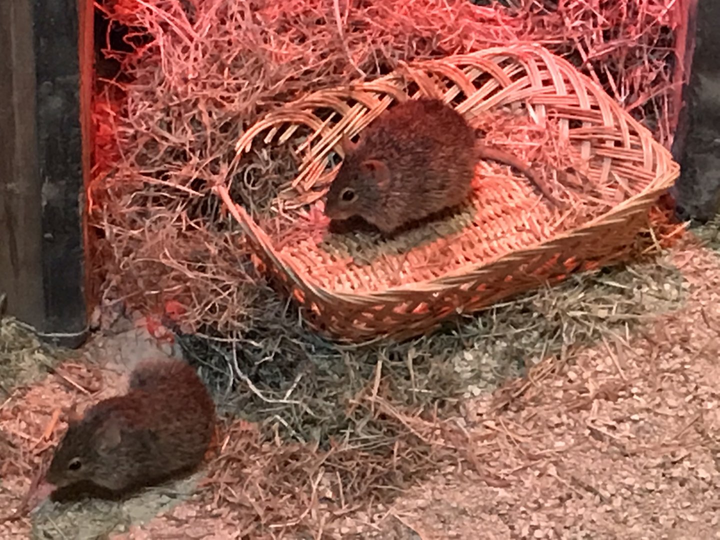 Little Africa - Neumann’s grass rats 250318