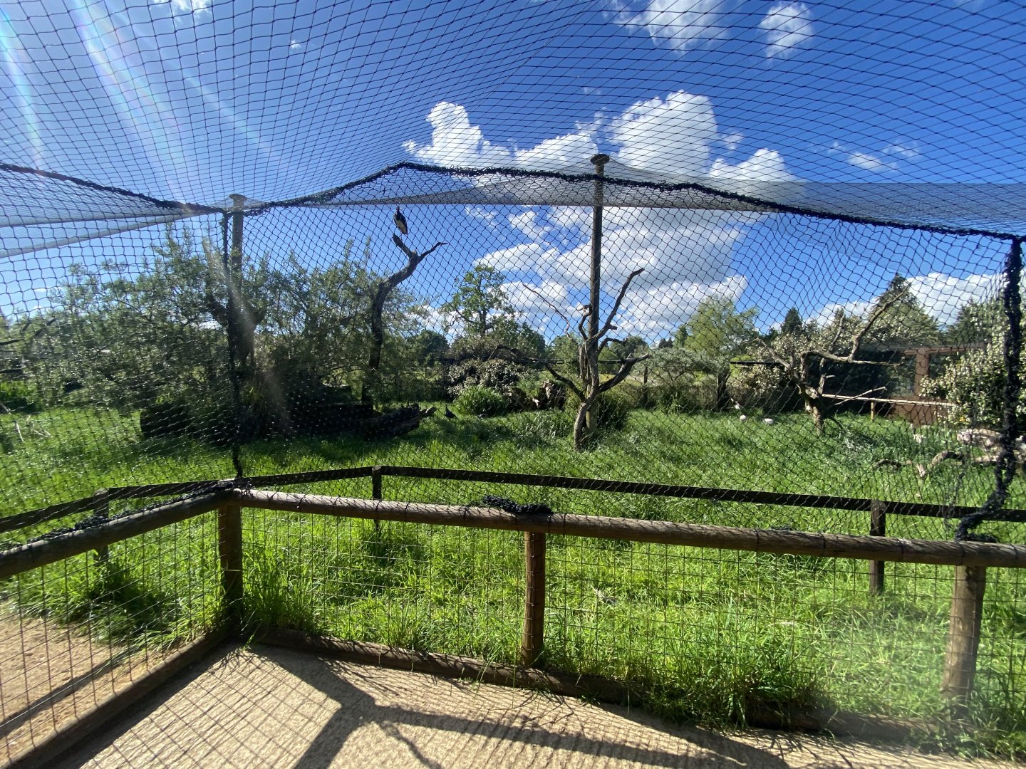 Little Africa outdoor aviary 150524