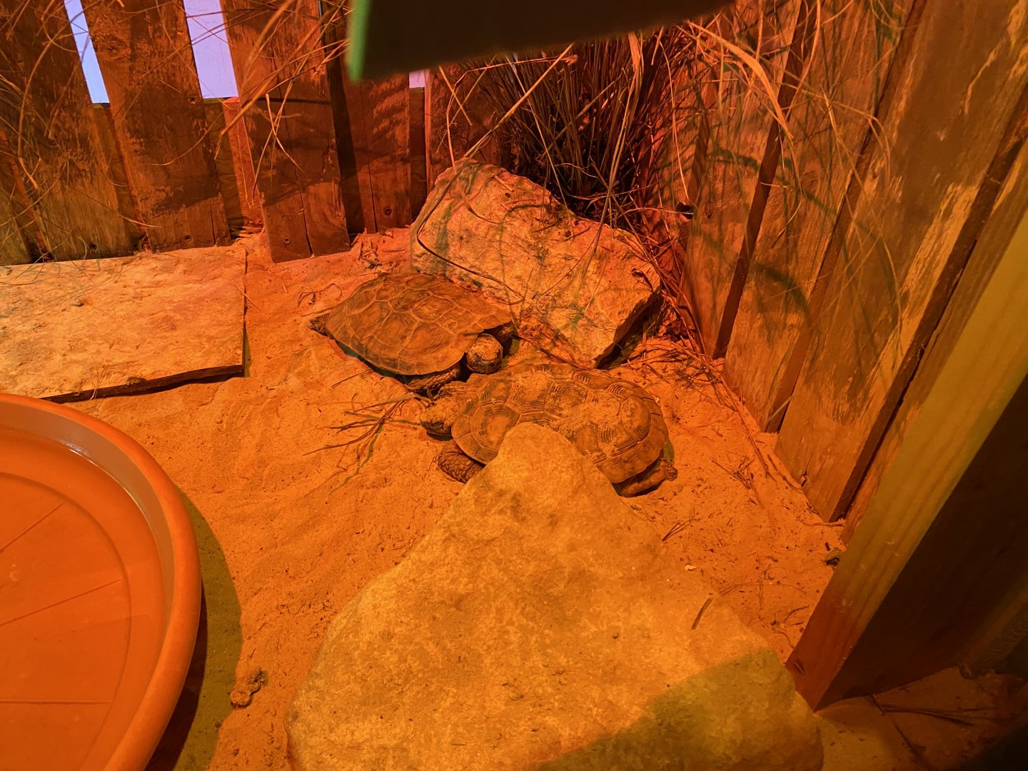 Little Africa - Pancake tortoise 280222