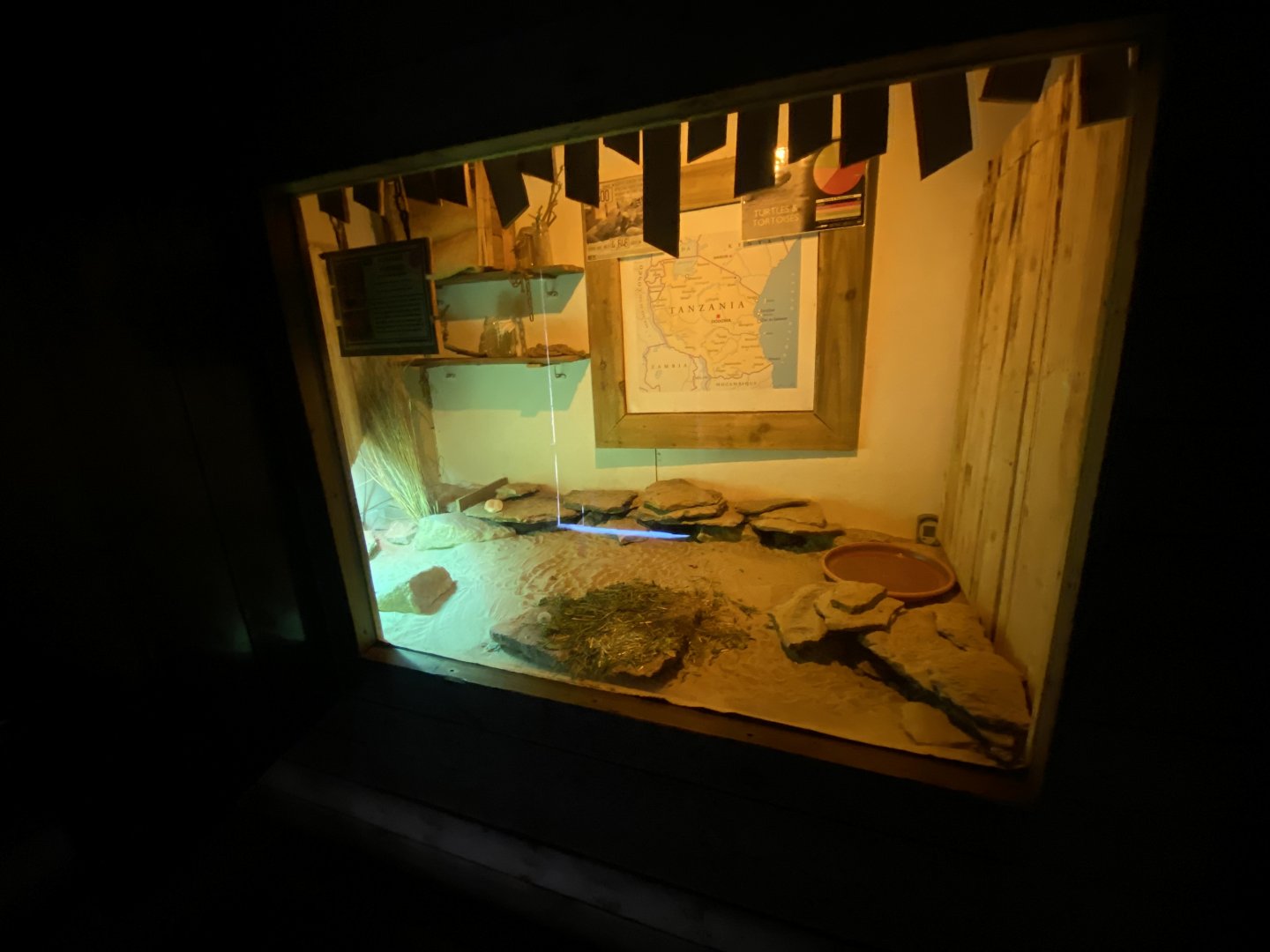 Little Africa - Pancake tortoise exhibit 150524