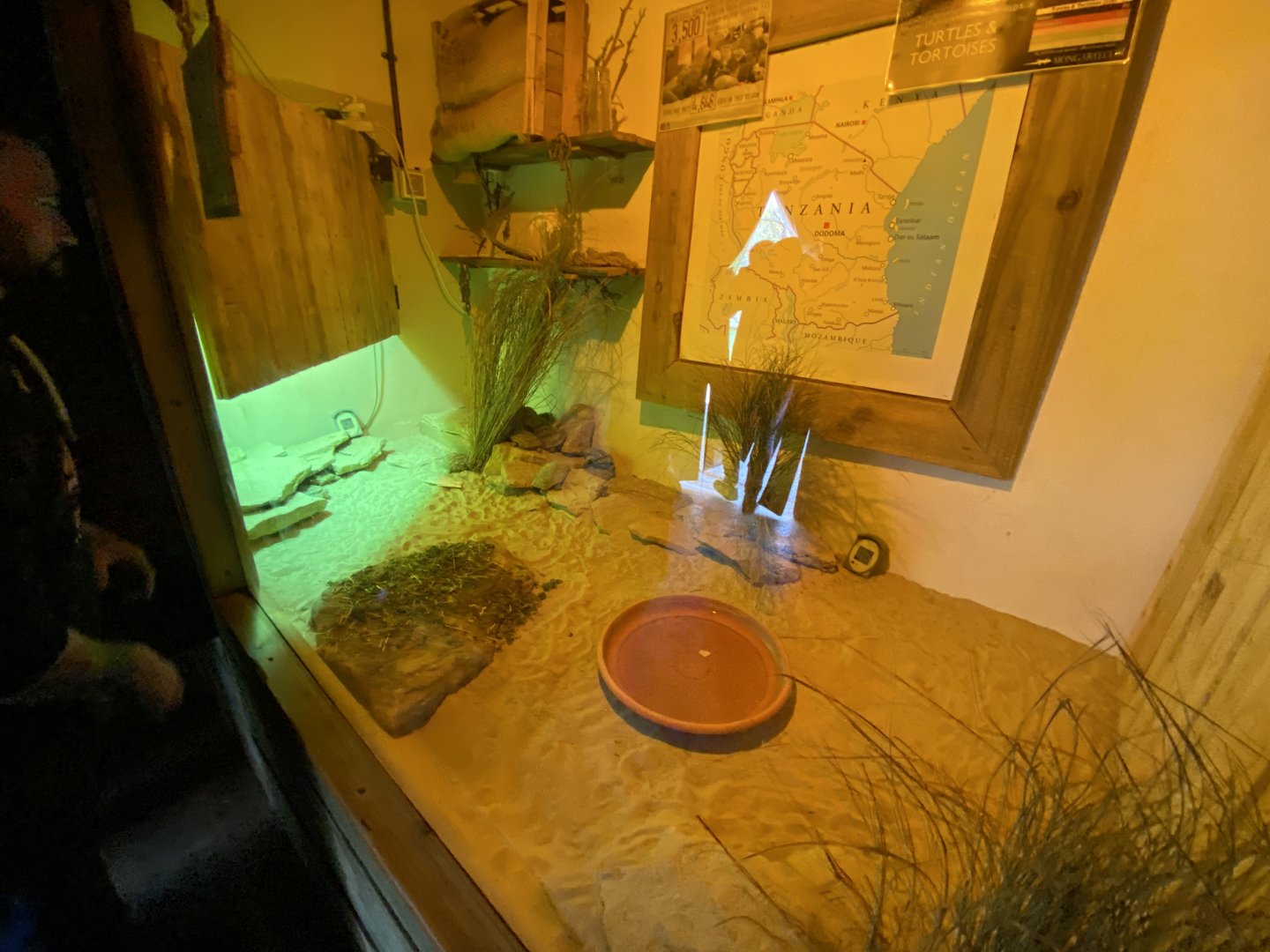 Little Africa - Pancake tortoise exhibit 280423