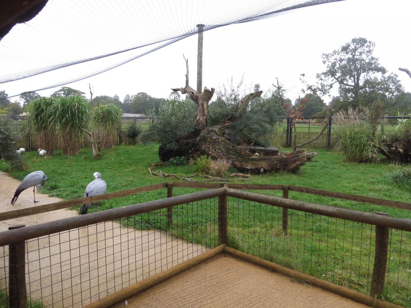 Little Africa walkthrough aviary 071019