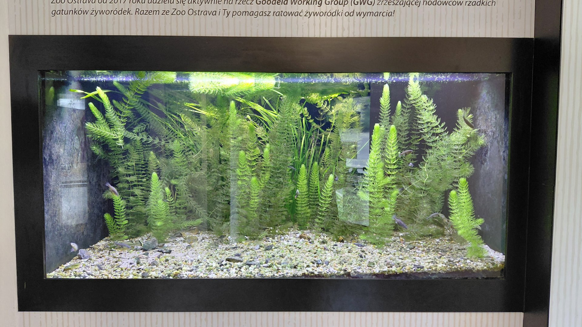 Little Amazon - aquarium