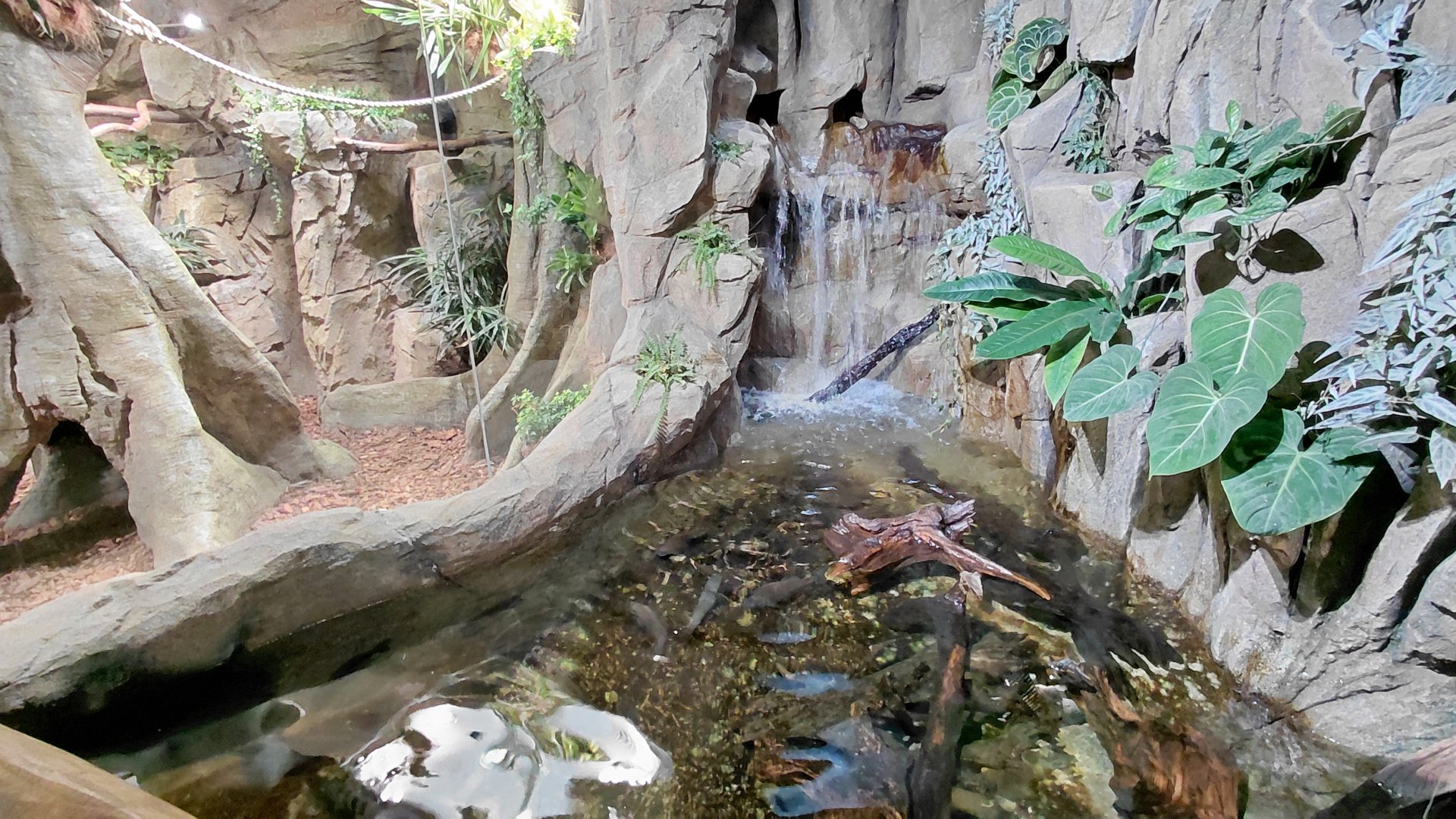 Little Amazon - Rio Xingu tank