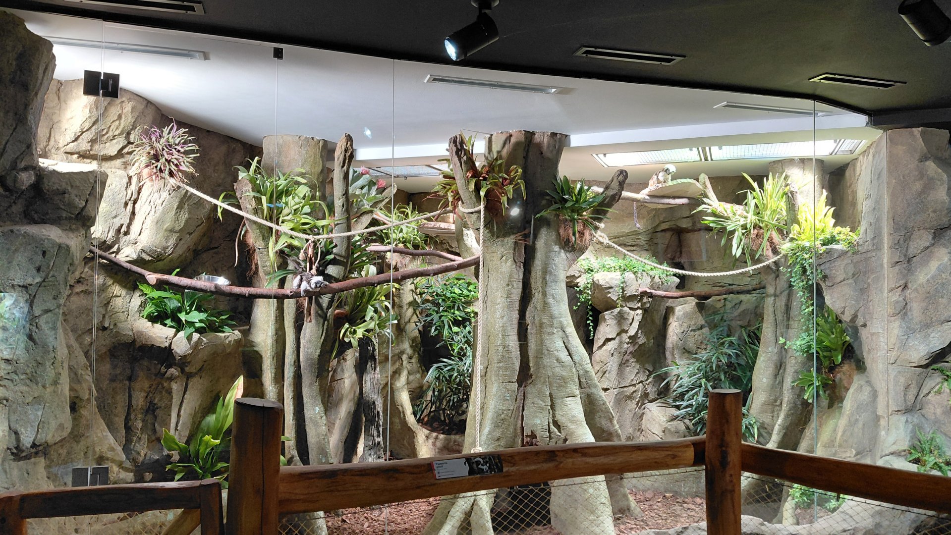 Little Amazon - Tamarin indoor exhibit