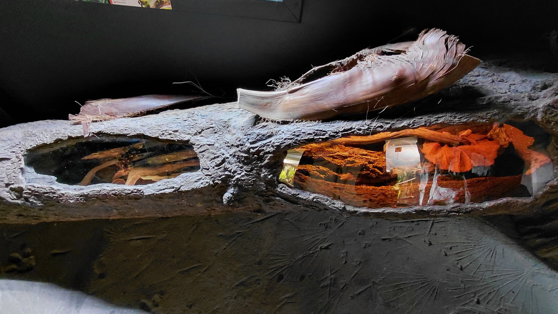 Little Amazon - tarantula exhibits