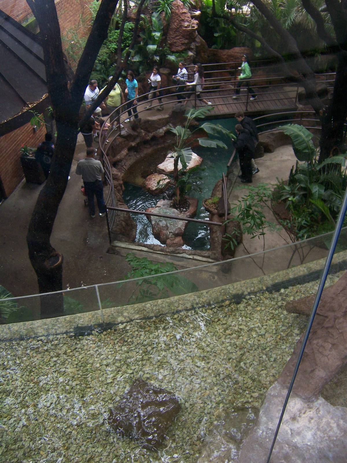 Little and Black-footed Penguins