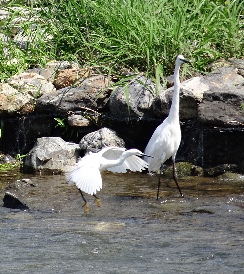 Little and Great egrets