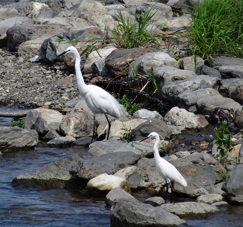 Little and Great egrets.