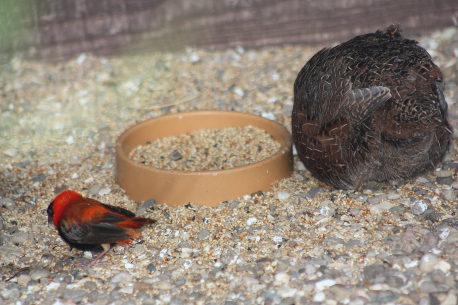 Little and Large at the seed bowl, 29th December 2014