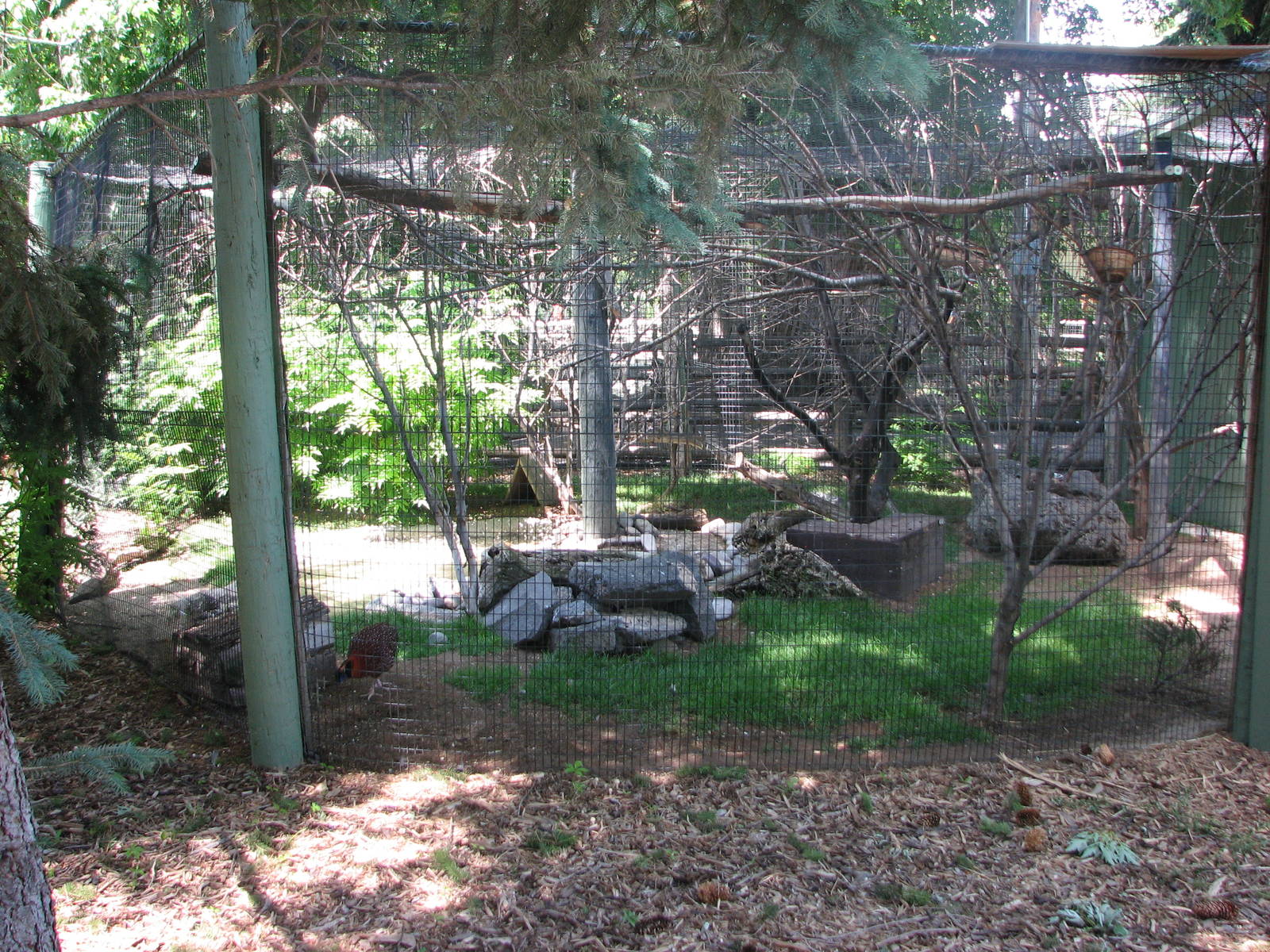 Little Asia - Aviary