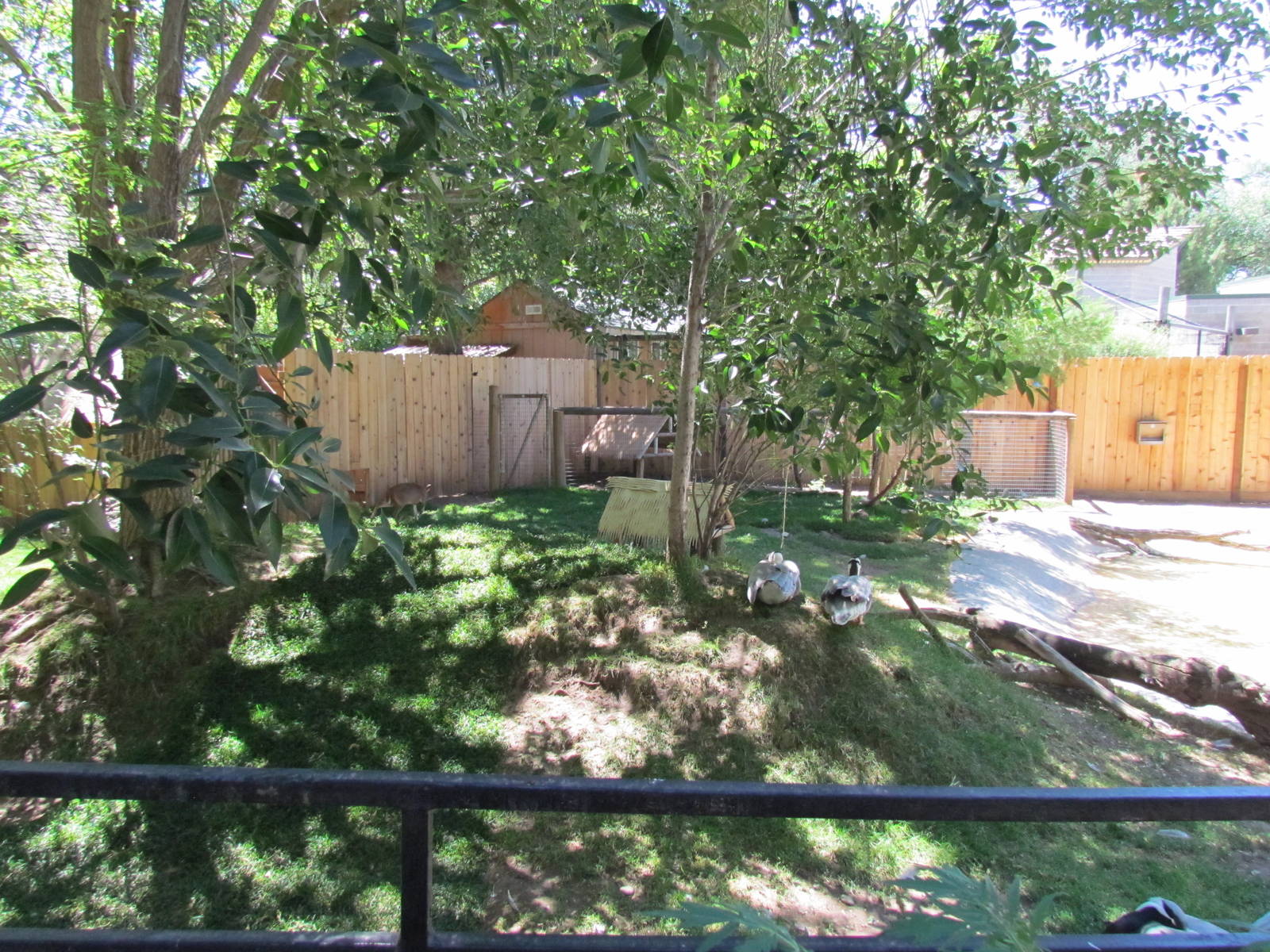 Little Asia - Muntjac, Crane, Goose, and Mandarin Duck