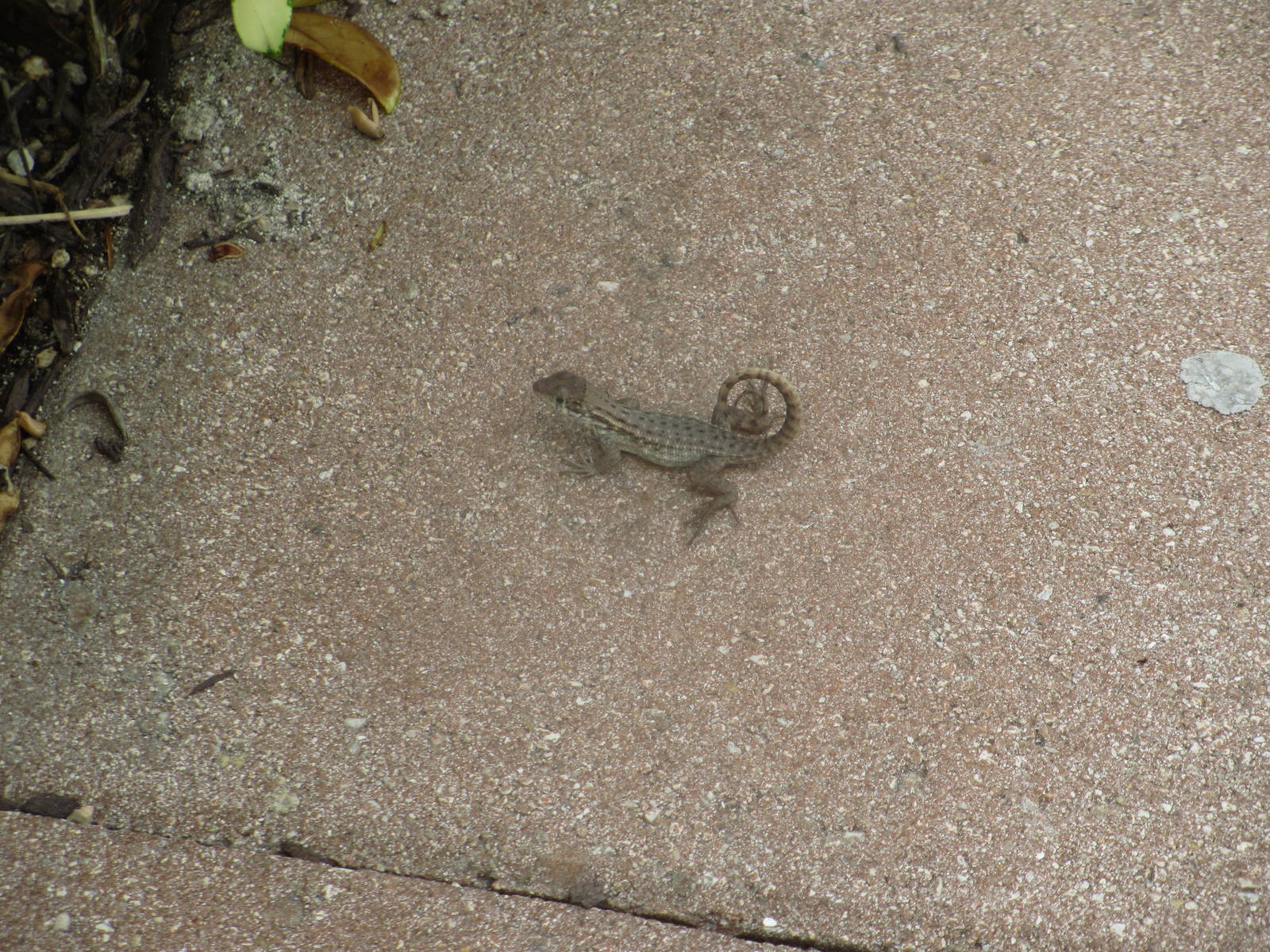 Little Bahama Curly Tailed Lizard