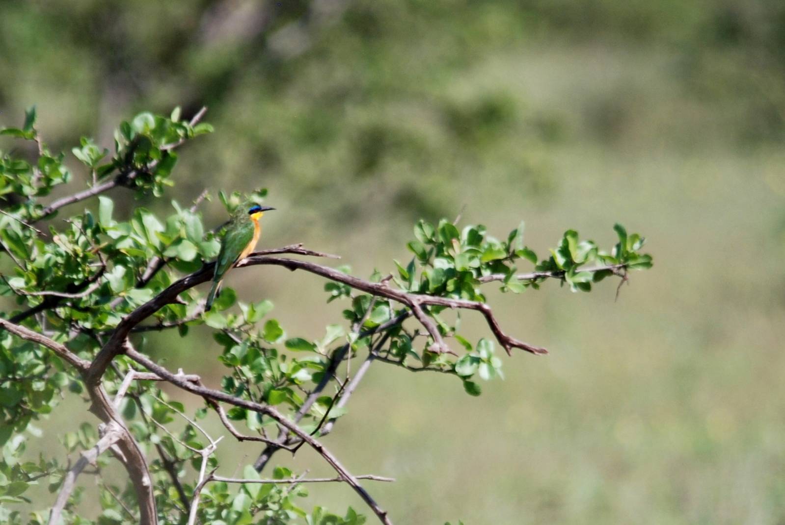 Little Bee-eater in Awash NP, 12/10/14