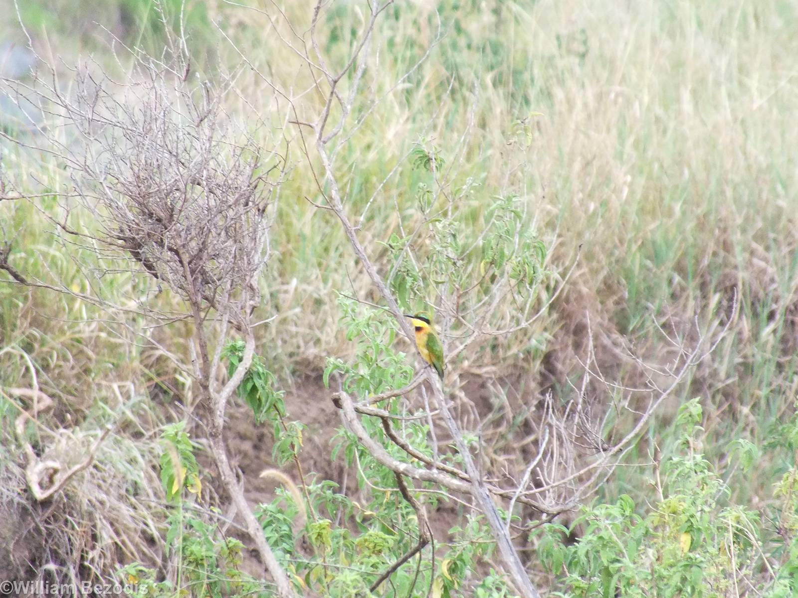 Little Bee-eater - Maasai Mara