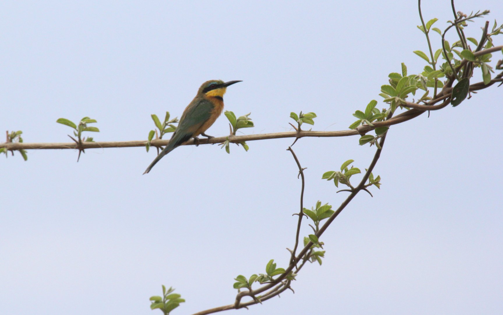 Little Bee-Eater (Merops pusillus)