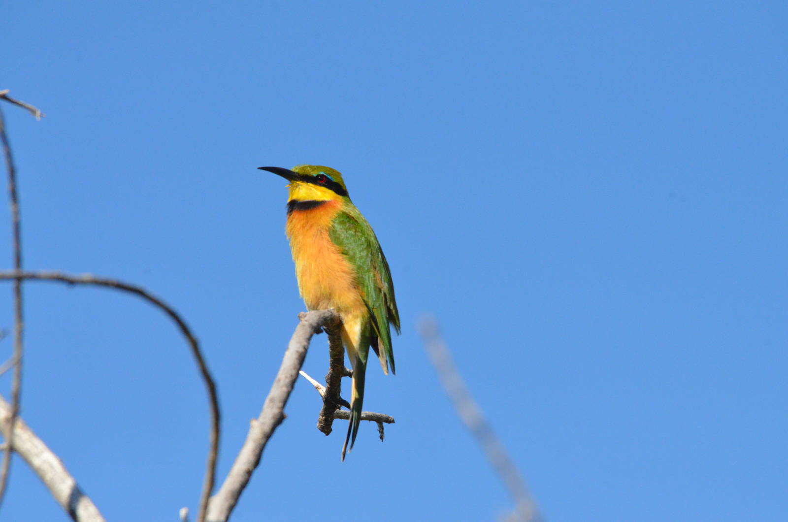 Little Bee-eater, Moremi Game Reserve, Botswana, 29/04/16