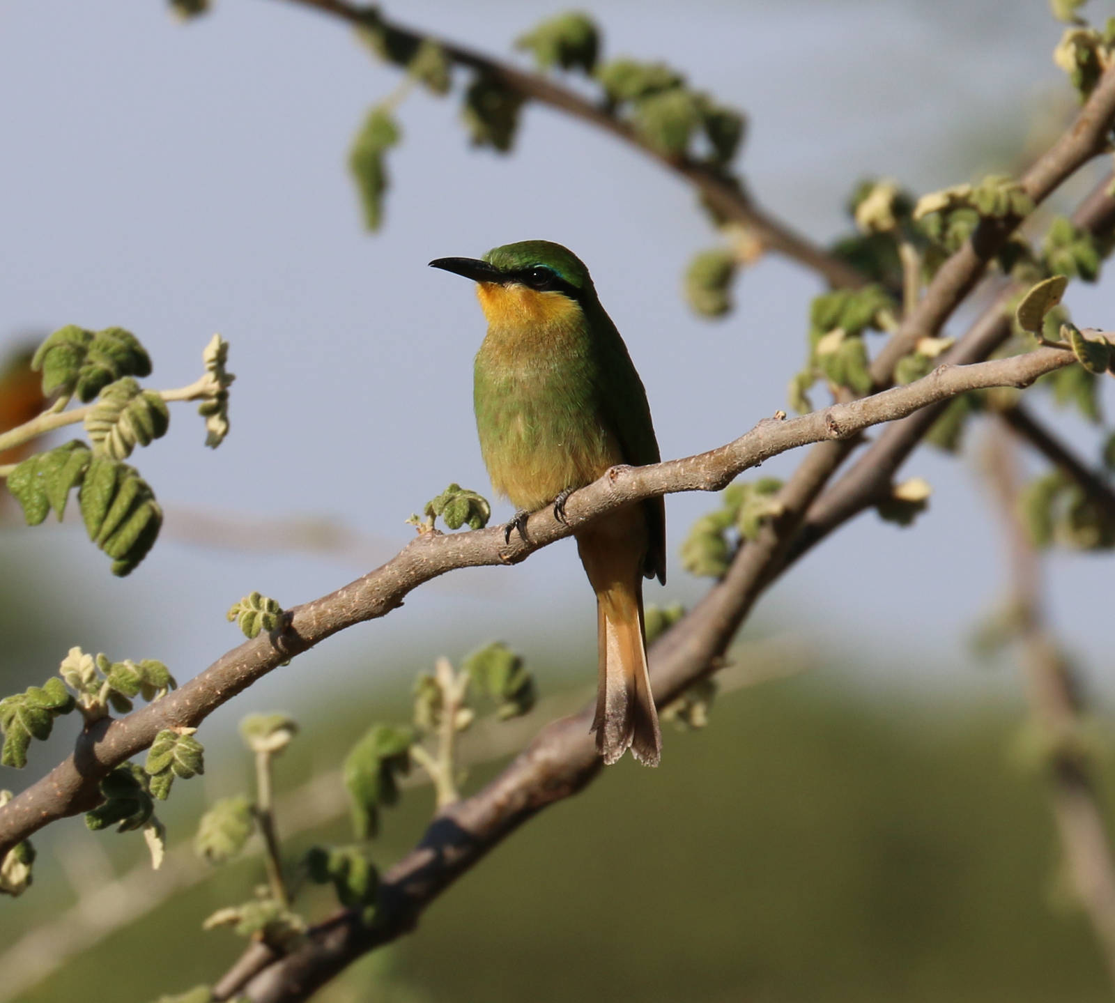 Little Bee-eater
