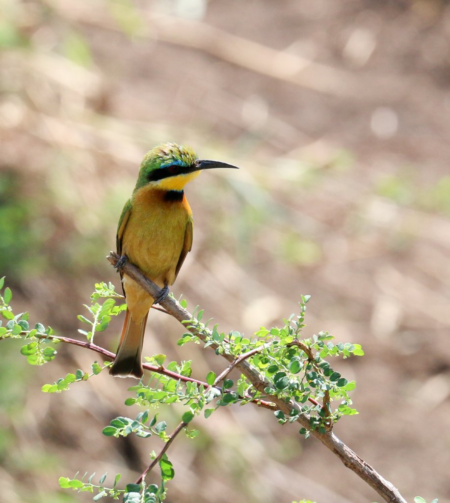 Little Bee-eater