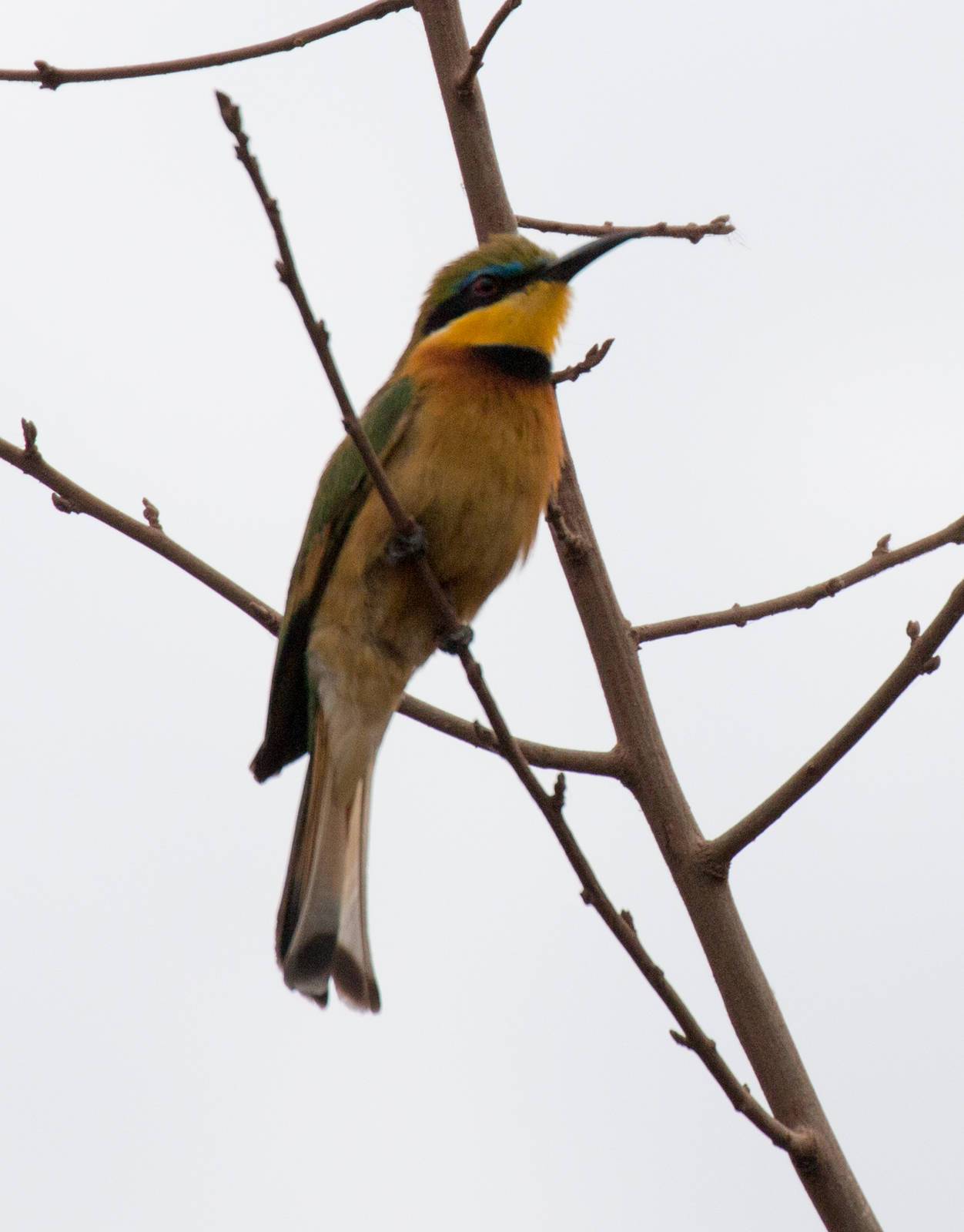 Little Bee-eater