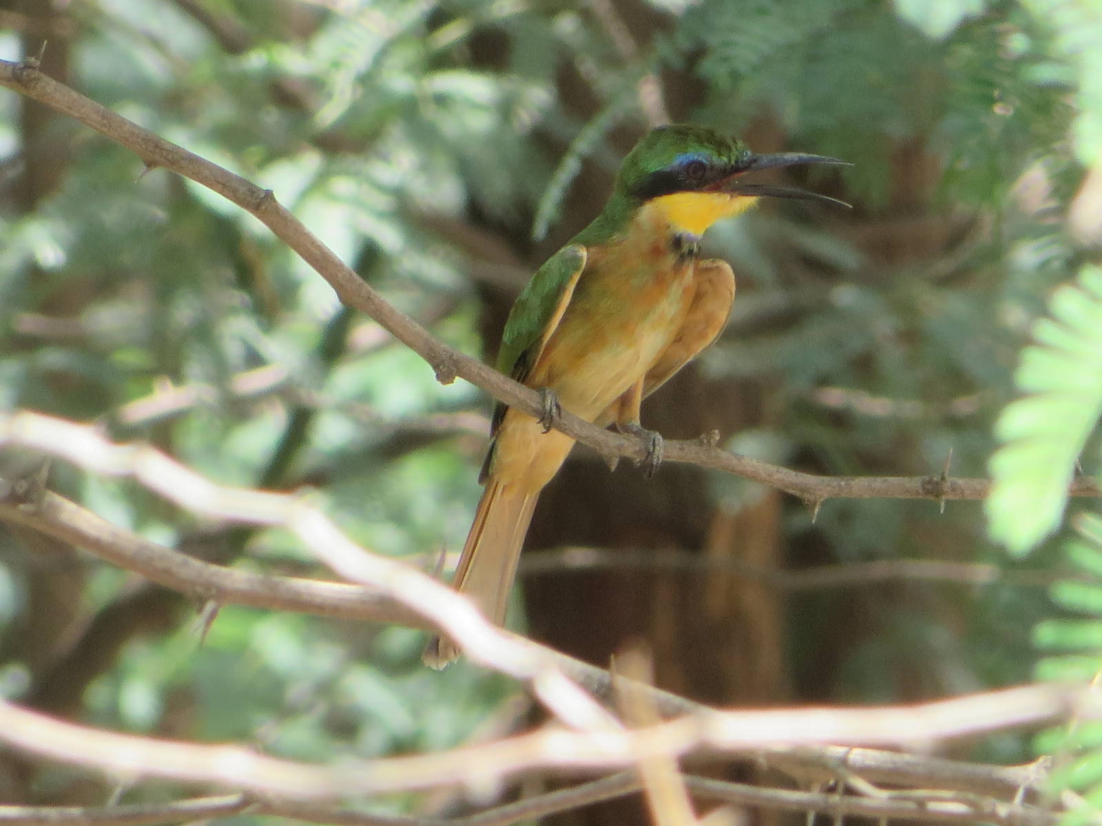 Little bee-eater