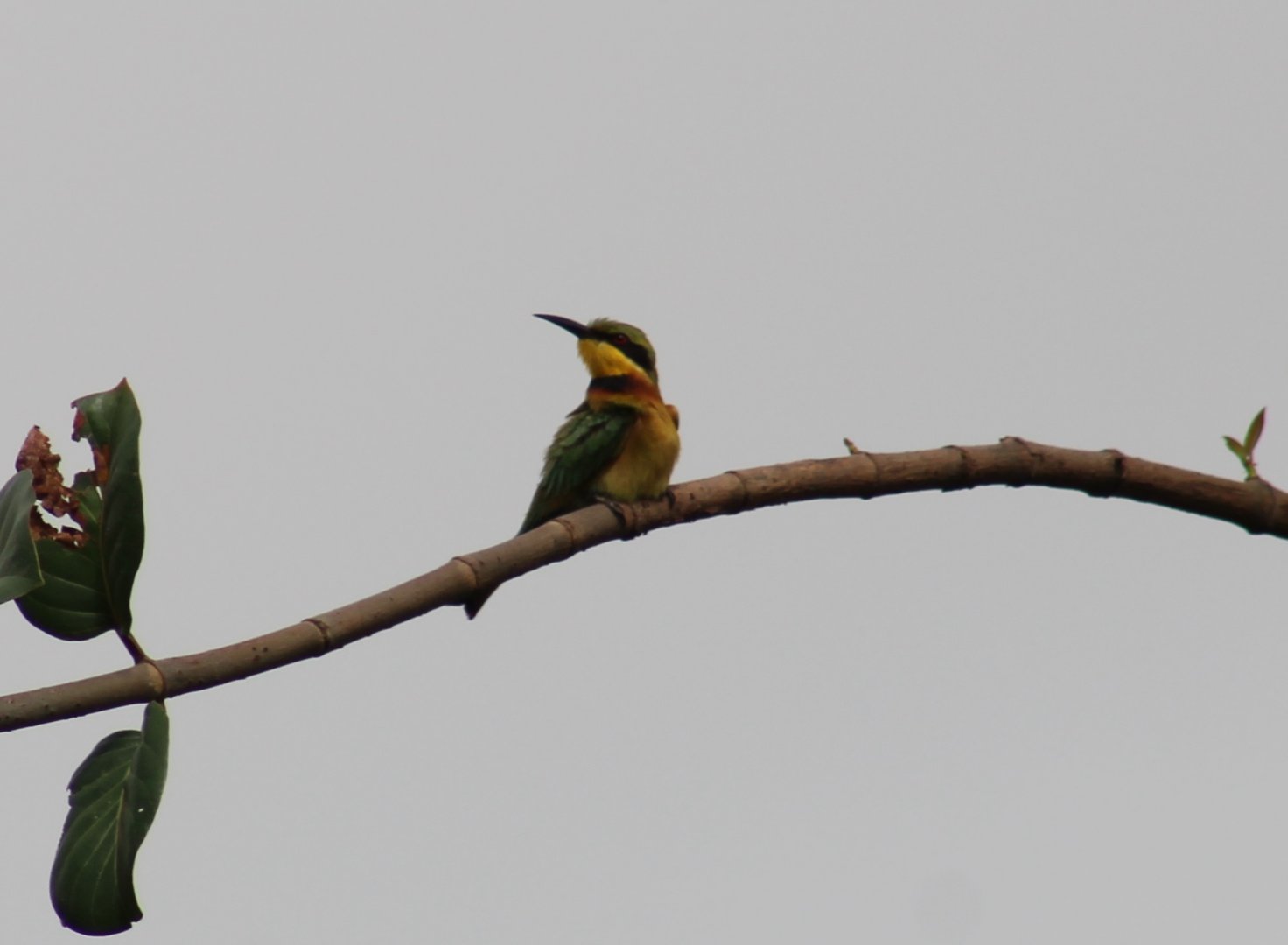 Little bee-eater