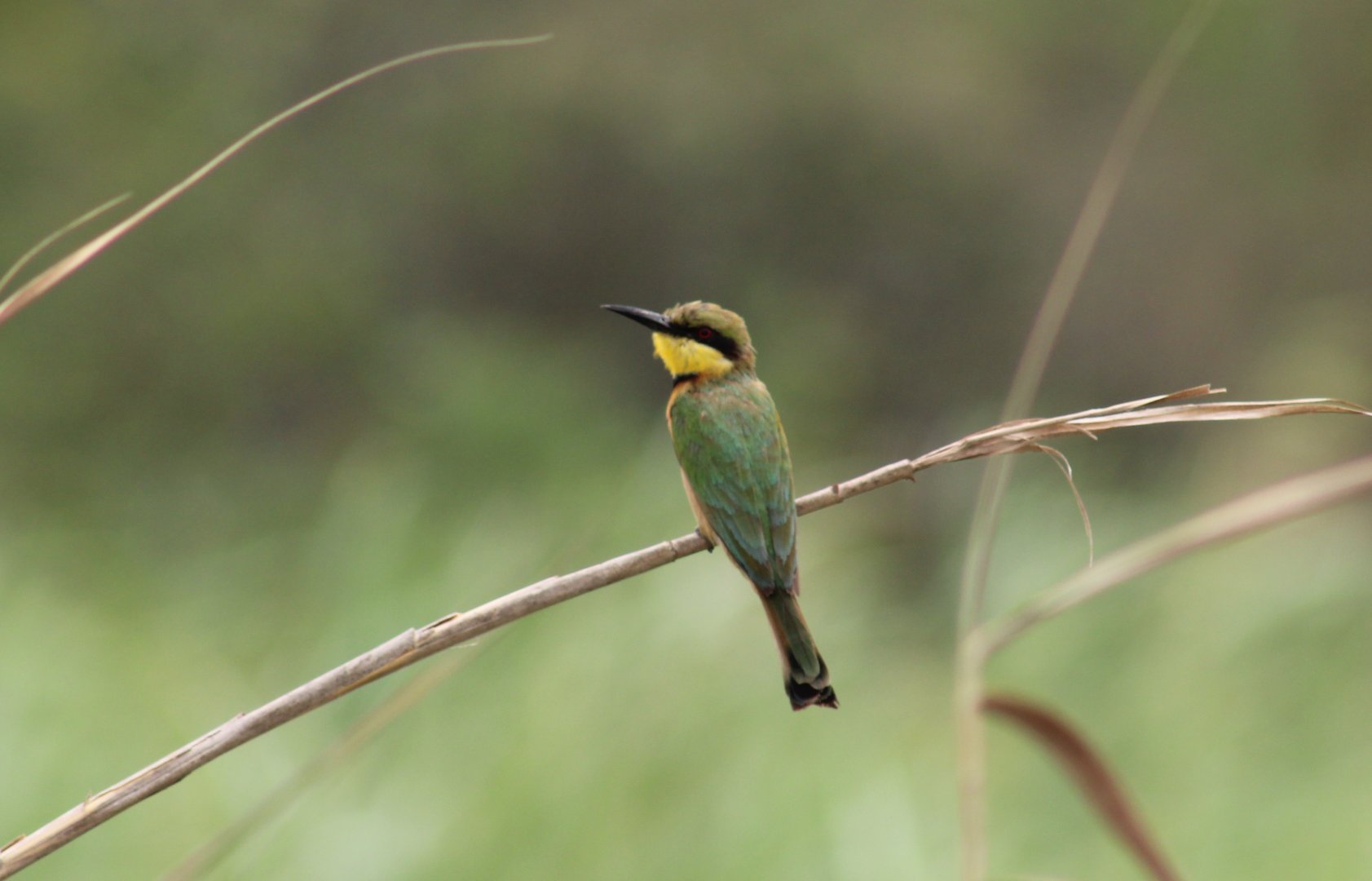 Little bee-eater