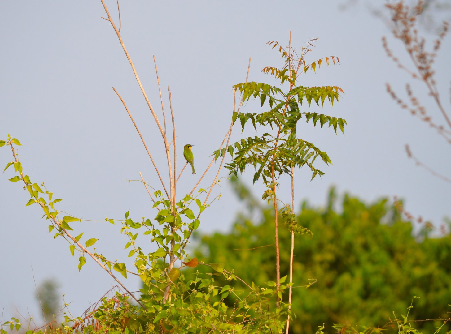 Little Bee Eater