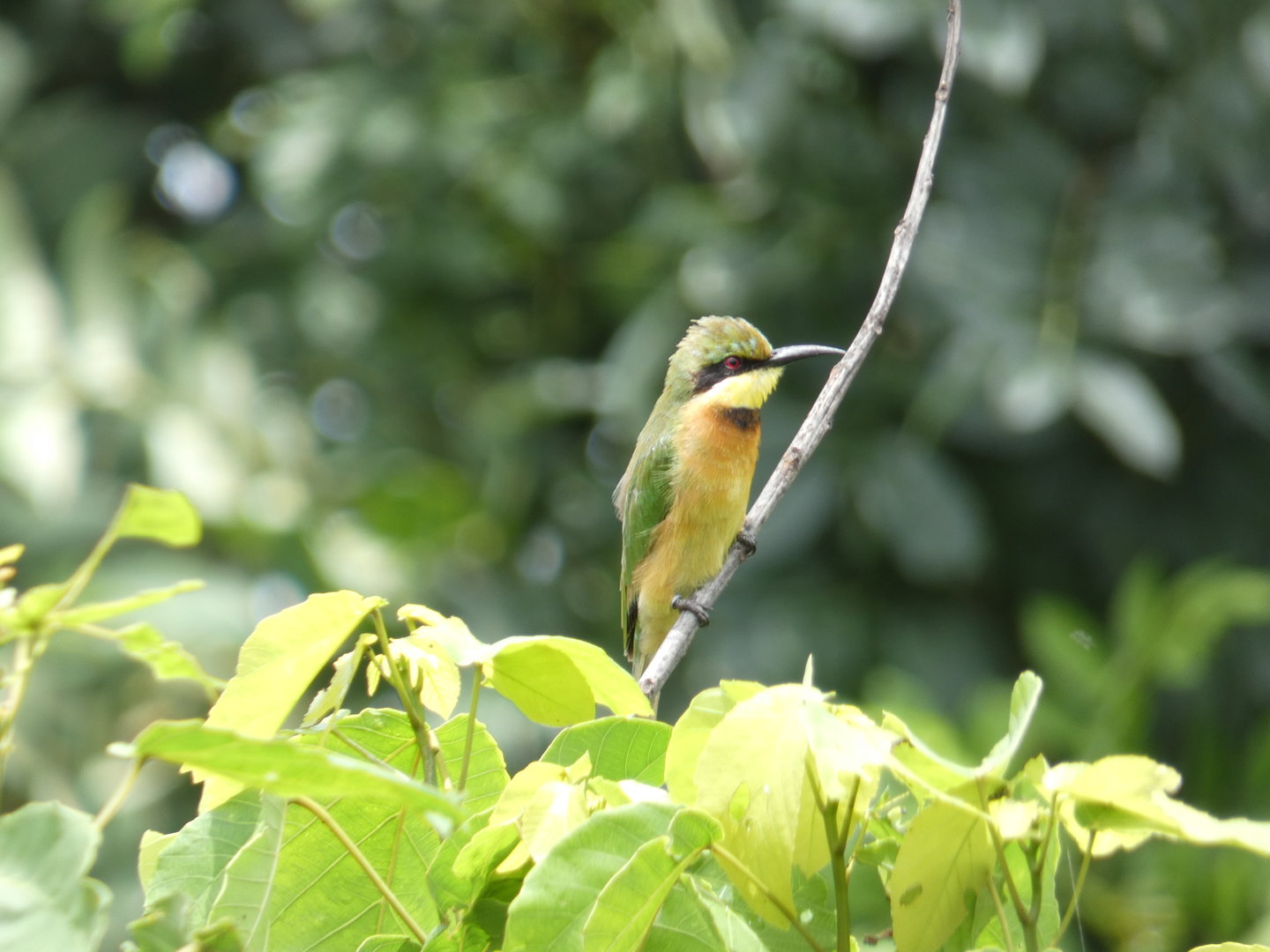 Little bee-eater