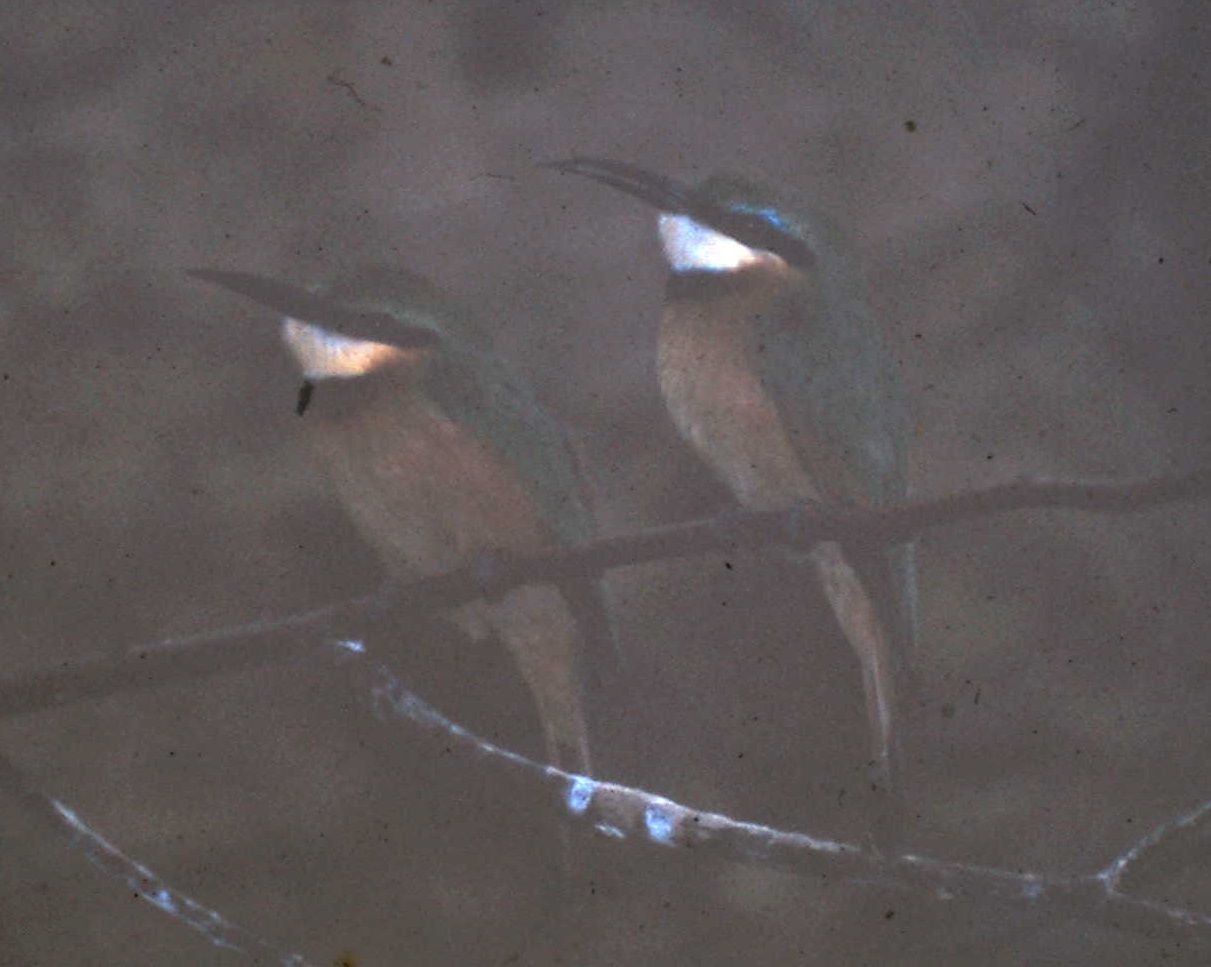 Little bee-eaters