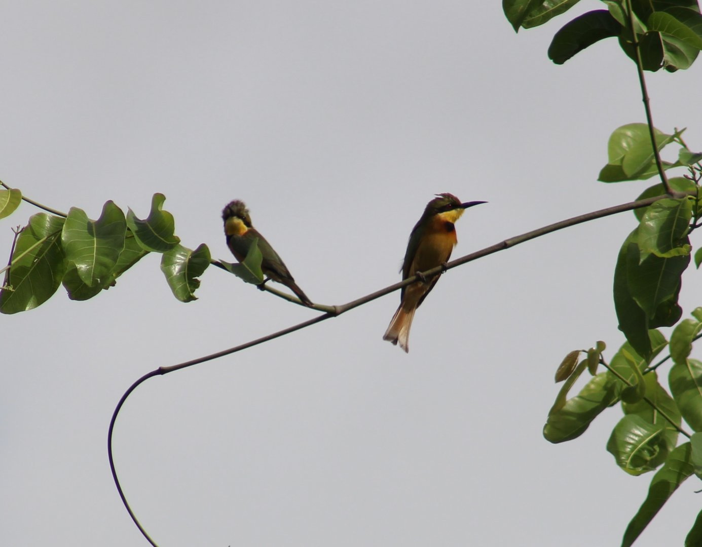 Little bee-eaters
