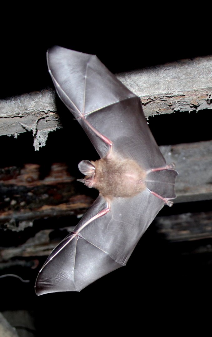 little big-eared bat (Micronycteris megalotis)