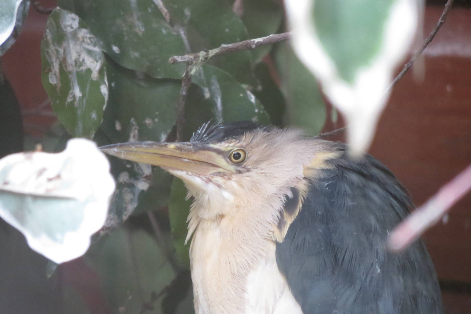 Little Bittern 090815